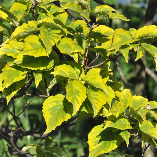 Cornus florida 'Rainbow' – Cornus florida 'Rainbow'