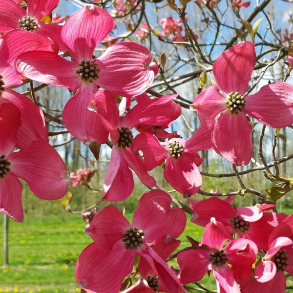 Cornus florida 'Red Giant' – Cornus florida 'Red Giant'
