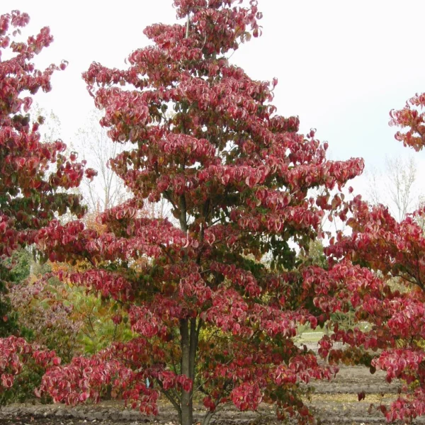 Cornus florida CHEROKEE SUNSET ('Sunset') – Cornus florida CHEROKEE SUNSET ('Sunset')