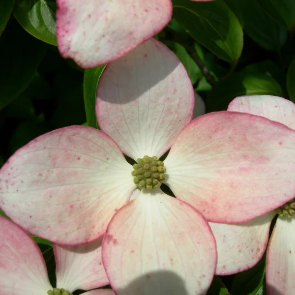 Cornus kousa 'Satomi' – Cornus kousa 'Satomi'