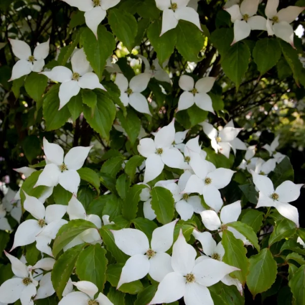 Cornus kousa 'Summer Stars' – Cornus kousa 'Summer Stars'