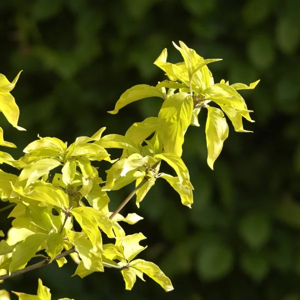 Cornus mas 'Aurea' – Cornus mas 'Aurea'