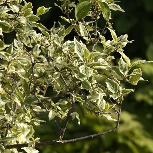 Cornus mas 'Variegata' – Cornus mas 'Variegata'