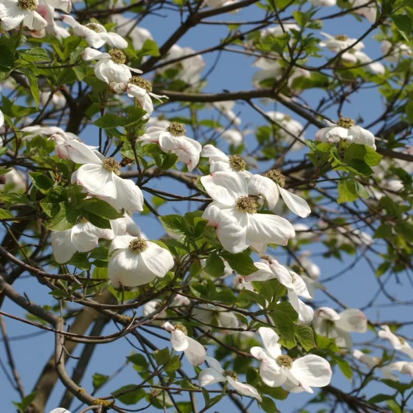 Cornus nuttallii – Western dogwood, Pacific dogwood, Mountain dogwood