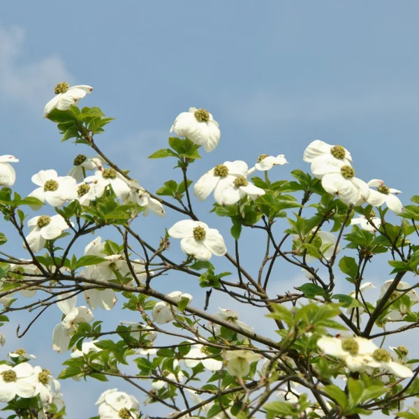 Cornus 'Ascona' – Cornus 'Ascona'