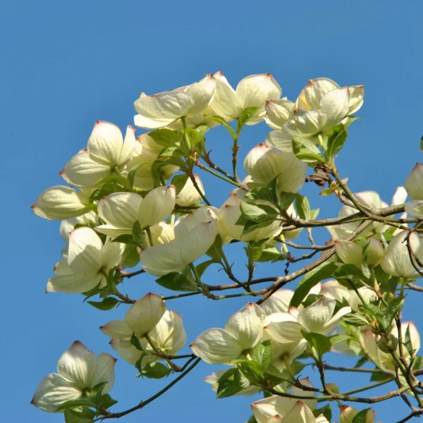 Cornus 'Eddie's White Wonder' – Cornus 'Eddie's White Wonder'