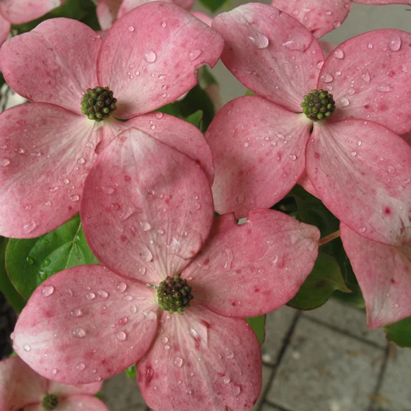 Cornus STELLAR PINK ('Rutgan') – Cornus STELLAR PINK ('Rutgan')
