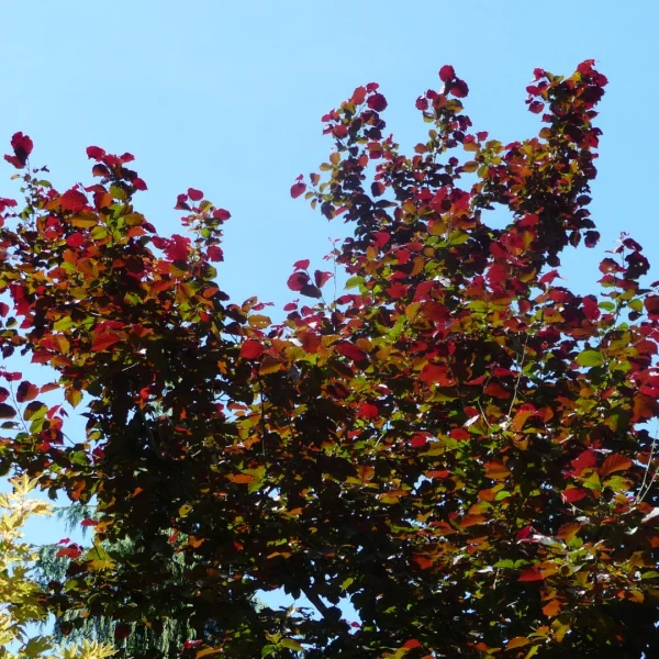 Corylus colurna 'Te-Terra Red' – Corylus colurna 'Te-Terra Red'