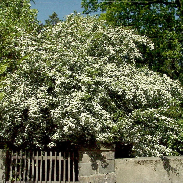 Crataegus laevigata – Hawthorn