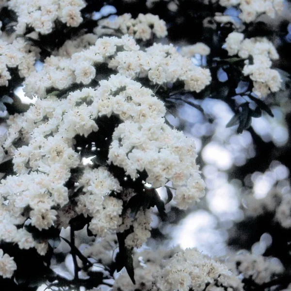 Crataegus laevigata 'Plena' – Crataegus laevigata 'Plena'