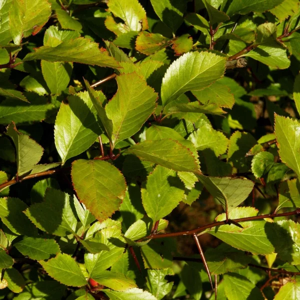 Crataegus ×persimilis – Broad-leafed cockspur hawthorn