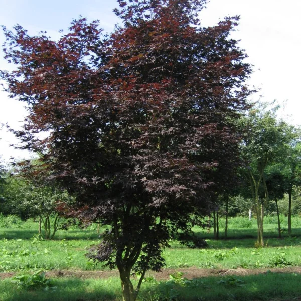 Acer palmatum 'Atropurpureum' – Acer palmatum 'Atropurpureum'