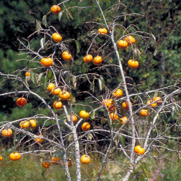 Diospyros kaki – Chinese persimmon, Japanese persimmon, Kaki
