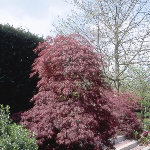Acer palmatum 'Crimson Queen' – Acer palmatum 'Crimson Queen'