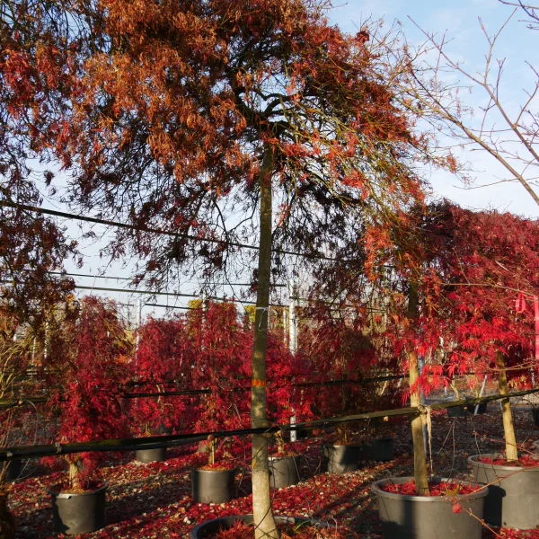 Acer palmatum 'Dissectum Sergo' – Acer palmatum 'Dissectum Sergo'