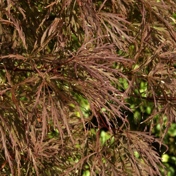 Acer palmatum 'Pink Filigree' – Acer palmatum 'Pink Filigree'
