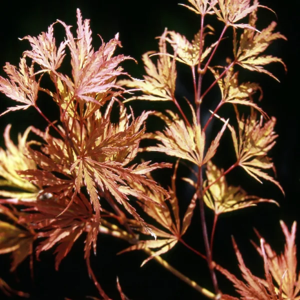 Acer palmatum 'Red Autumn Lace' – Acer palmatum 'Red Autumn Lace'