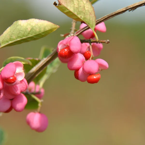 Euonymus europaeus – Common spindle tree, Spindle