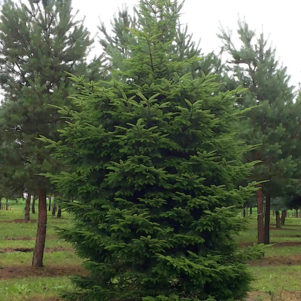 Abies alba – Abies alba