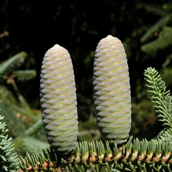 Abies pinsapo 'Glauca' – Abies pinsapo 'Glauca'