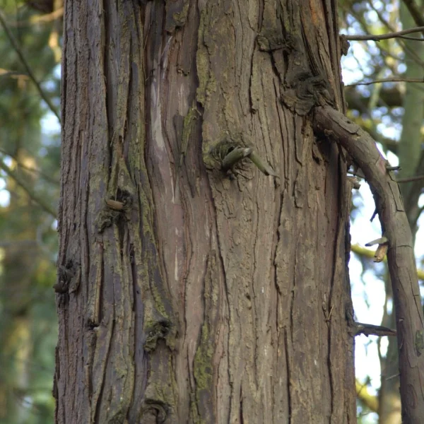 Chamaecyparis lawsoniana – Lawson cypress, Lawson false cypres