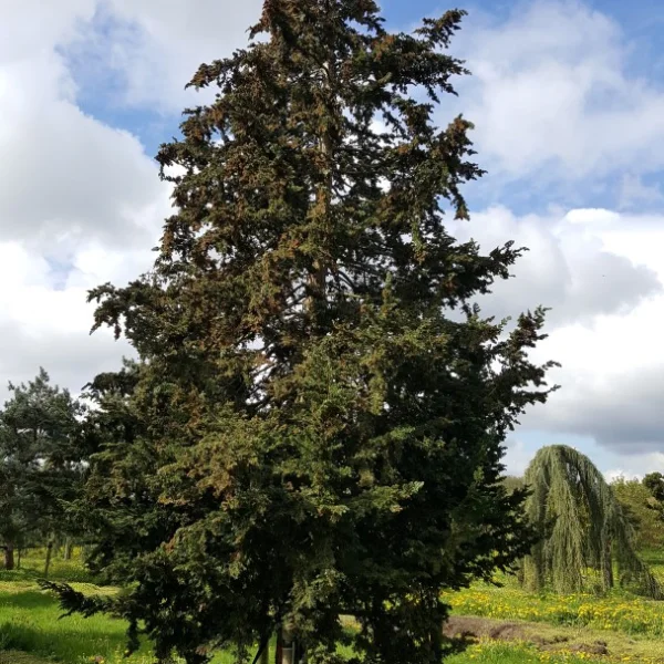 Chamaecyparis lawsoniana 'Little Spire' – Chamaecyparis lawsoniana 'Little Spire'