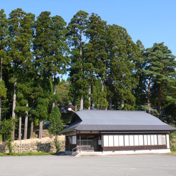 Cryptomeria japonica – Japanese cedar