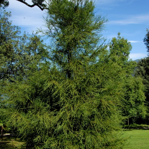 Cryptomeria japonica 'Araucarioides' – Cryptomeria japonica 'Araucarioides'