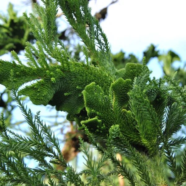 Cryptomeria japonica 'Cristata' – Cryptomeria japonica 'Cristata'