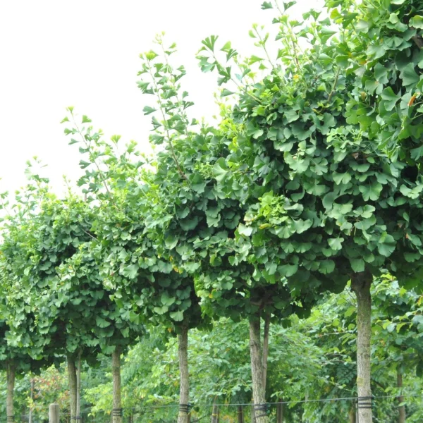 Ginkgo biloba GLOBUS (‘Barabits Sztráda’) – Ginkgo biloba GLOBUS ('Barabits Sztráda')