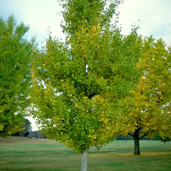 Ginkgo biloba 'Princeton Sentry' – Ginkgo biloba 'Princeton Sentry'