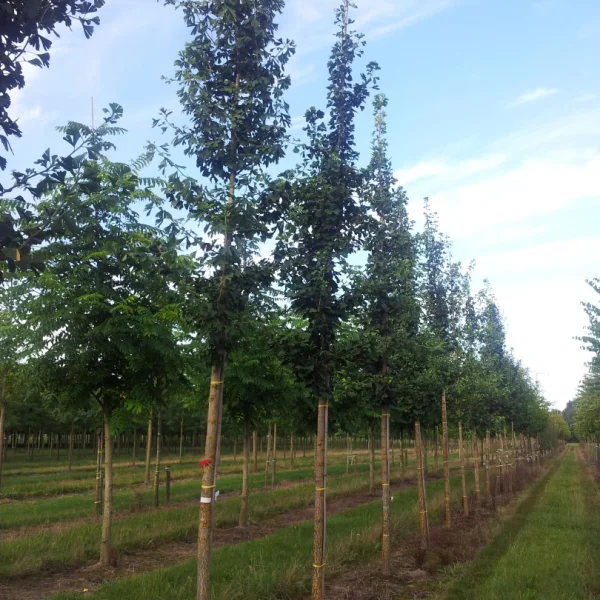 Ginkgo biloba 'Princeton Upright' – Ginkgo biloba 'Princeton Upright'