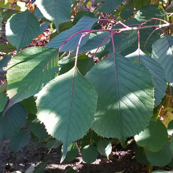 Euptelea pleiosperma – Euptelea pleiosperma