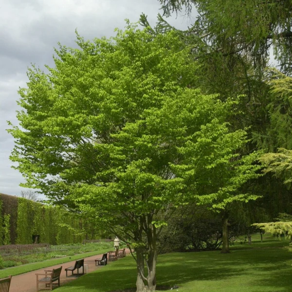 Fagus engleriana – Engler beech, Chinese beech