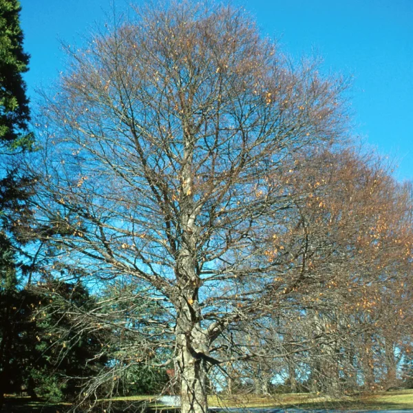 Fagus grandifolia – American beech
