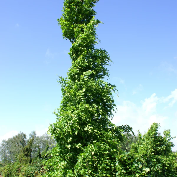 Fagus orientalis 'Iskander' – Fagus orientalis 'Iskander'
