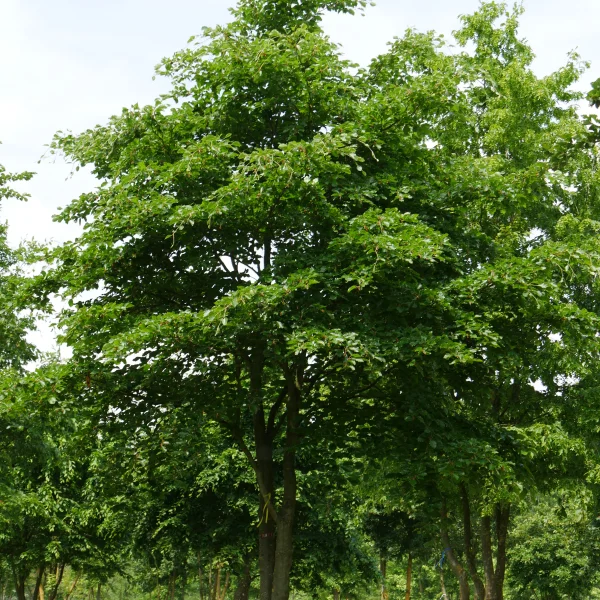 Fagus sylvatica – Common beech, European beech