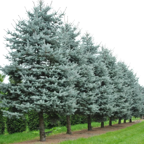 Picea pungens CHRISTMAS BLUE (‘Blue Diamond’) – Picea pungens CHRISTMAS BLUE ('Blue Diamond')