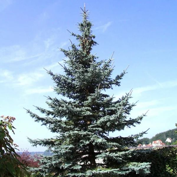 Picea pungens 'Koster' – Picea pungens 'Koster'