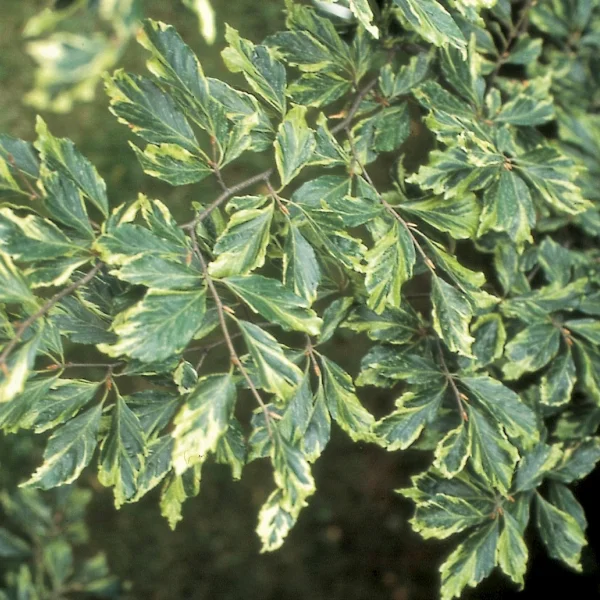 Fagus sylvatica 'Albomarginata' – Fagus sylvatica 'Albomarginata'
