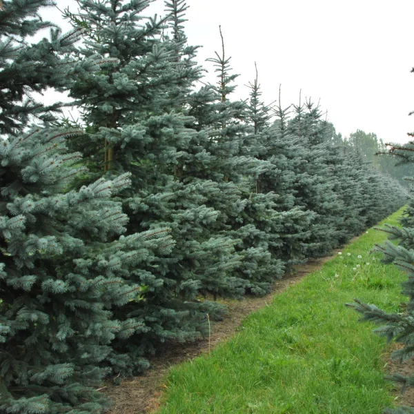 Picea pungens 'Snowkiss' – Picea pungens 'Snowkiss'