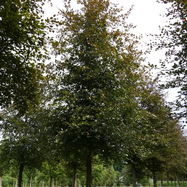 Fagus sylvatica 'Atropunicea' – Purple beech