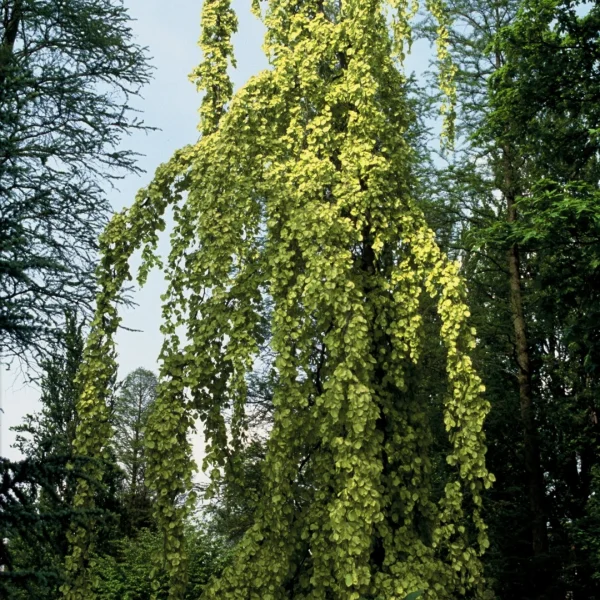 Fagus sylvatica 'Aurea Pendula' – Fagus sylvatica 'Aurea Pendula'