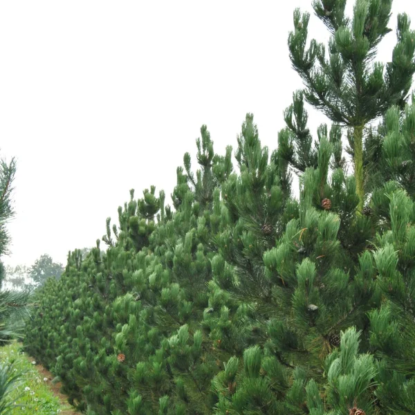 Pinus heldreichii 'Lindenhof' – Pinus heldreichii 'Lindenhof'