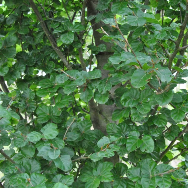 Fagus sylvatica 'Cockleshell' – Fagus sylvatica 'Cockleshell'