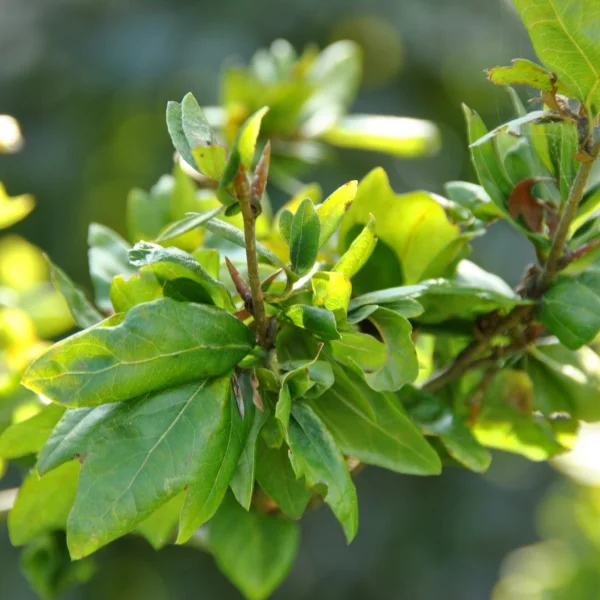 Fagus sylvatica 'Cristata' – Fagus sylvatica 'Cristata'