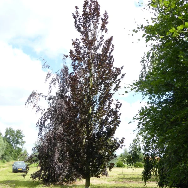 Fagus sylvatica 'Dawyck Purple' – Fagus sylvatica 'Dawyck Purple'
