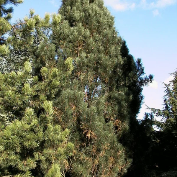 Pinus nigra 'Pyramidalis' – Pinus nigra 'Pyramidalis'
