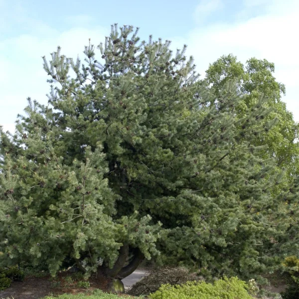 Pinus parviflora – Japanese white pine