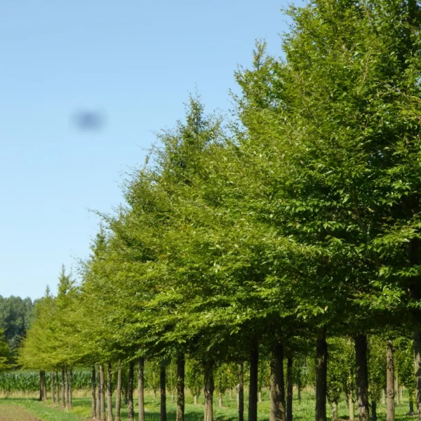 Fagus sylvatica 'Laciniata' – Fagus sylvatica 'Laciniata'